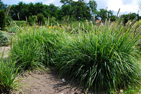 Sesleria Autumnalis - 'blauwgras' - Biologisch siergras Sesleria Autumnalis - 'blauwgras' - Biologisch siergras
