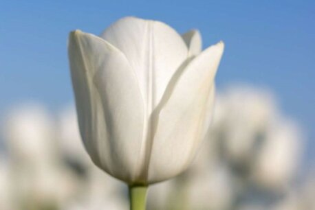 7 x Tulipa Royal Virgin - biologische bloembol 7 x Tulipa Royal Virgin - biologische bloembol
