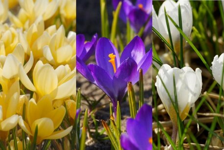 50 x Boerenkrokus Mix - biologische bloembollen 50 x Boerenkrokus Mix - biologische bloembollen