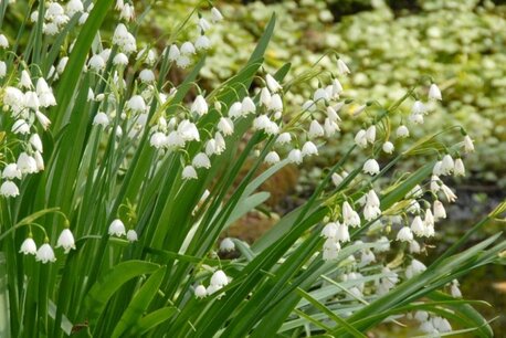 5 x Leucojum Gravetye Giant (zomerklokje) - biologische bloembollen 5 x Leucojum Gravetye Giant (zomerklokje) - biologische bloembollen