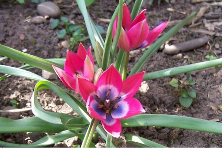 10 x Tulipa Little Beauty - biologische bloembollen 10 x Tulipa Little Beauty - biologische bloembollen