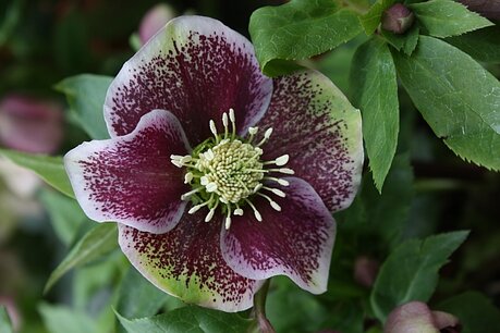 Helleborus Pretty Ellen - kerstroos - Biologisch Helleborus Pretty Ellen - kerstroos - Biologisch