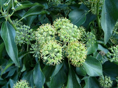Hedera helix arborescens - struikklimop - 30/40 cm - Biologisch Hedera helix arborescens - struikklimop - 30/40 cm - Biologisch