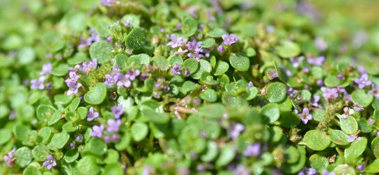 Mentha Requienii - kruipende-corsikaanse munt Mentha Requienii - kruipende-corsikaanse munt