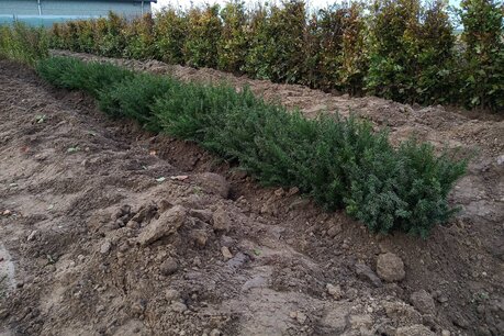 Taxus Baccata 60-80 cm blote wortel Taxus Baccata 60-80 cm blote wortel