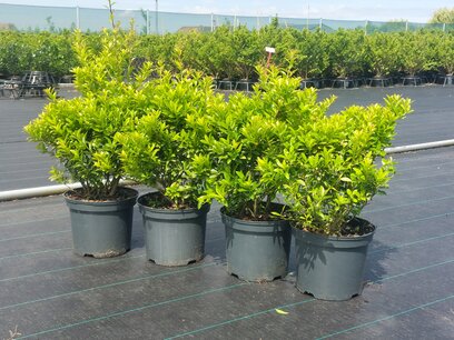 Ilex crenata Blondie® 40/50 cm Ilex crenata Blondie® 40/50 cm