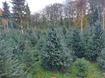 Picea Omorika kerstboom in pot gekweekt 200-225 cm Picea Omorika kerstboom in pot gekweekt 200-225 cm