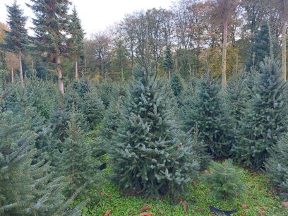 aangenaam Accountant benzine Kerstbomen-Nordmann kopen | Van bij de kweker | Puur van't veld - Puur  van't veld