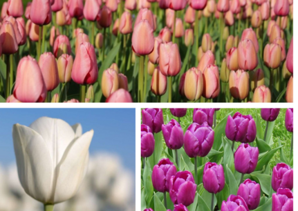 XL voordeel pakket - 63 x Tulipa MIX - biologische bloembollen XL voordeel pakket - 63 x Tulipa MIX - biologische bloembollen