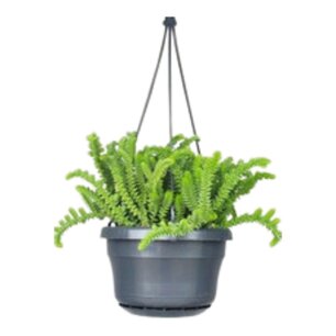 Crassula licopodioides - hangplant Crassula licopodioides - hangplant