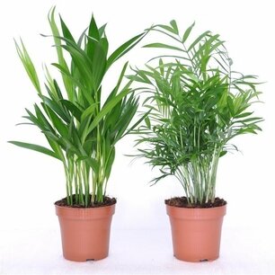 Mix Areca-palm en Chamaedorea-palm Mix Areca-palm en Chamaedorea-palm