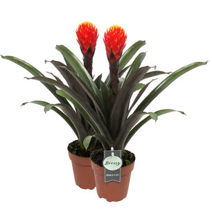 Guzmania Tala double Guzmania Tala double