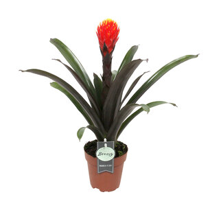Guzmania Tala single Guzmania Tala single