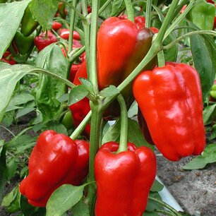 Blokpaprika 'Jubilandska' – Capsicum annuum - Bio groentezaden Blokpaprika 'Jubilandska' – Capsicum annuum - Bio groentezaden