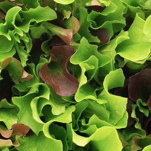 Mesclun 'Puur Sla' (slamix) – Lactuca sativa - Bio groentezaden Mesclun 'Puur Sla' (slamix) – Lactuca sativa - Bio groentezaden