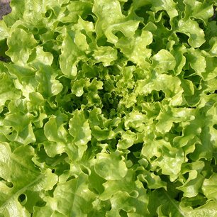 Eikenbladsla 'Salad Bowl' – Lactuca sativa - Bio groentezaden Eikenbladsla 'Salad Bowl' – Lactuca sativa - Bio groentezaden