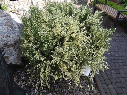 Witte brem - Cytisus Praecox Albus Witte brem - Cytisus Praecox Albus