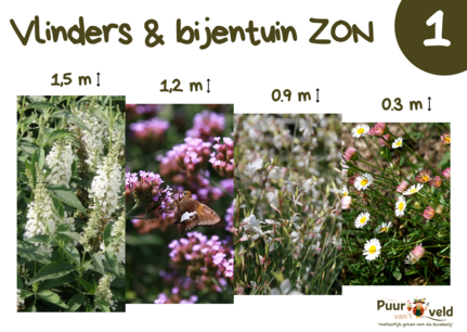 4 m² Vlinders -en bijentuin ZON - Borderpakket 4 m² Vlinders -en bijentuin ZON - Borderpakket
