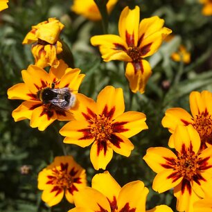 Afrikaantje, kleinbloemig 'Tagetes patula nana' - Bio bloemenzaden Afrikaantje, kleinbloemig 'Tagetes patula nana' - Bio bloemenzaden