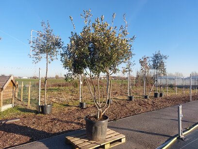 Quercus Ilex 'steeneik' meerstammig 175-200 cm Quercus Ilex 'steeneik' meerstammig 175-200 cm