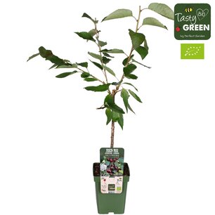 Prunus avium 'Bigbarreau Burlat' - Zoete kers - laagstam - Bio fruitboom Prunus avium 'Bigbarreau Burlat' - Zoete kers - laagstam - Bio fruitboom