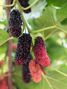 Morus nigra 'Mulle' - Moerbei - Bio fruitboom Morus nigra 'Mulle' - Moerbei - Bio fruitboom