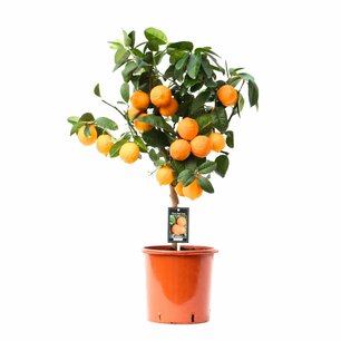 Citrus Red Lime op stam Citrus Red Lime op stam