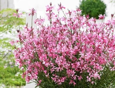 Gaura Lindheimeri 'Baby Butterfly Dark Pink' - Prachtkaars