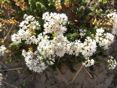 Sedum album - muurpeper (wit) Sedum album - muurpeper (wit)