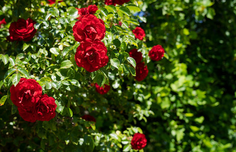 Klimroos - Rosa crazy in love 'red' - 40/60 - rood Klimroos - Rosa crazy in love 'red' - 40/60 - rood