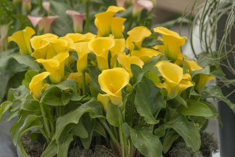 Calla geel - 'Aronskelk' biologische bloembol Calla geel - 'Aronskelk' biologische bloembol