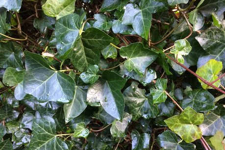 Hedera hibernica - klimop - 10/30 cm - EXTRA BOSSIG (4 - 5 stek/pot) Hedera hibernica - klimop - 10/30 cm - EXTRA BOSSIG (4 - 5 stek/pot)