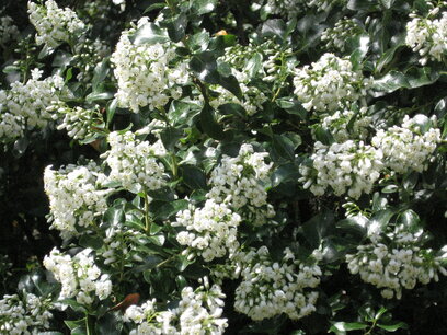 Escallonia Iveyi - 30-40 Escallonia Iveyi - 30-40