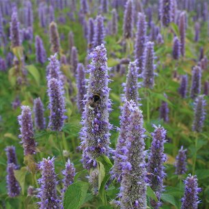 Dropplant 'Agastache foeniculum' Dropplant 'Agastache foeniculum'