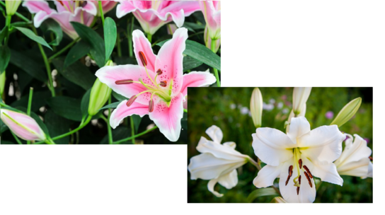 XL pakket - Lilium Oriental (lelie) - roze & wit - 18 stuks - biologische bloembollen XL pakket - Lilium Oriental (lelie) - roze & wit - 18 stuks - biologische bloembollen