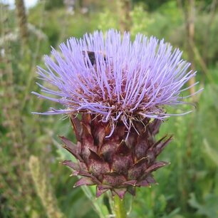 Kardoen - Cynara cardunculus Kardoen - Cynara cardunculus