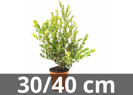 Ilex crenata green hedge 30-40 cm Ilex crenata green hedge 30-40 cm