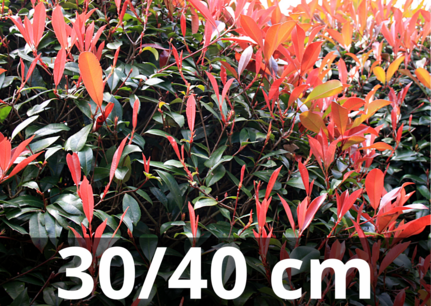 Photinia Fraseri 'carré rouge' 30-40 cm - Glansmispel