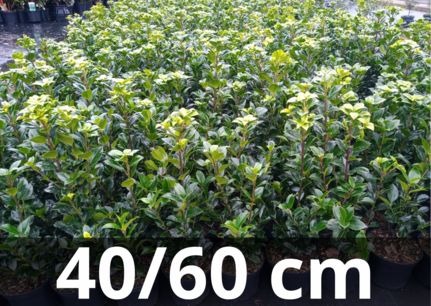 Ilex meserveae 'Heckenstar' 40-60 cm -hulst (prikt niet) Ilex meserveae 'Heckenstar' 40-60 cm -hulst (prikt niet)