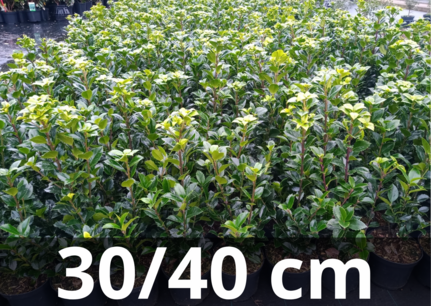 Ilex meserveae 'Heckenstar' 30-40 cm -hulst (prikt niet) Ilex meserveae 'Heckenstar' 30-40 cm -hulst (prikt niet)