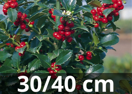 Ilex meserveae 'Heckenfee' 30-40 cm -hulst (prikt niet) Ilex meserveae 'Heckenfee' 30-40 cm -hulst (prikt niet)