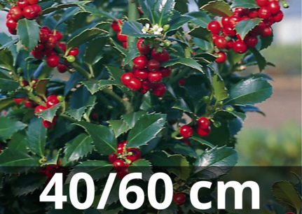 Ilex meserveae 'Heckenfee' 40-60 cm -hulst (prikt niet) Ilex meserveae 'Heckenfee' 40-60 cm -hulst (prikt niet)