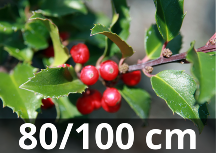 Ilex meserveae 'blue maid' 80-100 cm kluit - blauwe hulst (prikt niet) Ilex meserveae 'blue maid' 80-100 cm kluit - blauwe hulst (prikt niet)