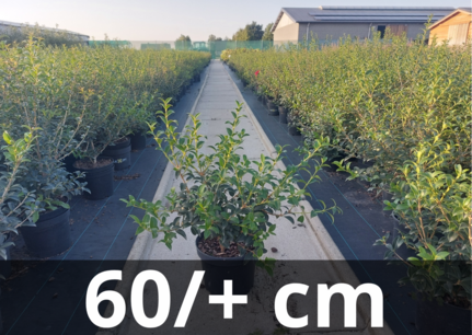 Osmanthus Burkwoodii 60/+ cm - schijnhulst Osmanthus Burkwoodii 60/+ cm - schijnhulst