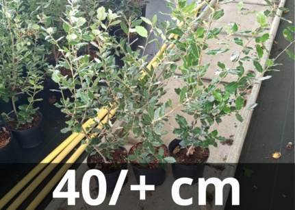 Quercus Ilex hedge 40/+