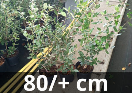 Quercus Ilex haag 80/+ - Steeneik Quercus Ilex haag 80/+ - Steeneik