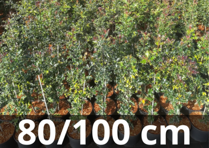 Ilex aquifolium (pot) 80-100 cm (gestokt) - wilde/gewone hulst