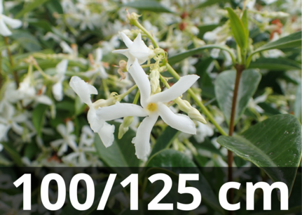 Trachelospermum Jasminoides 100-125 cm - Toscaanse jasmijn Trachelospermum Jasminoides 100-125 cm - Toscaanse jasmijn