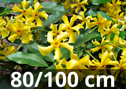 Trachelospermum Star of Toscane 80-100 cm - Toscaanse jasmijn - geel Trachelospermum Star of Toscane 80-100 cm - Toscaanse jasmijn - geel