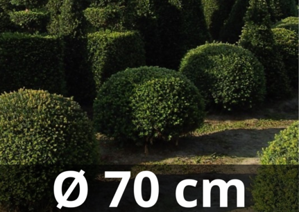 Taxus Baccata bol 70/+ cm Taxus Baccata bol 70/+ cm